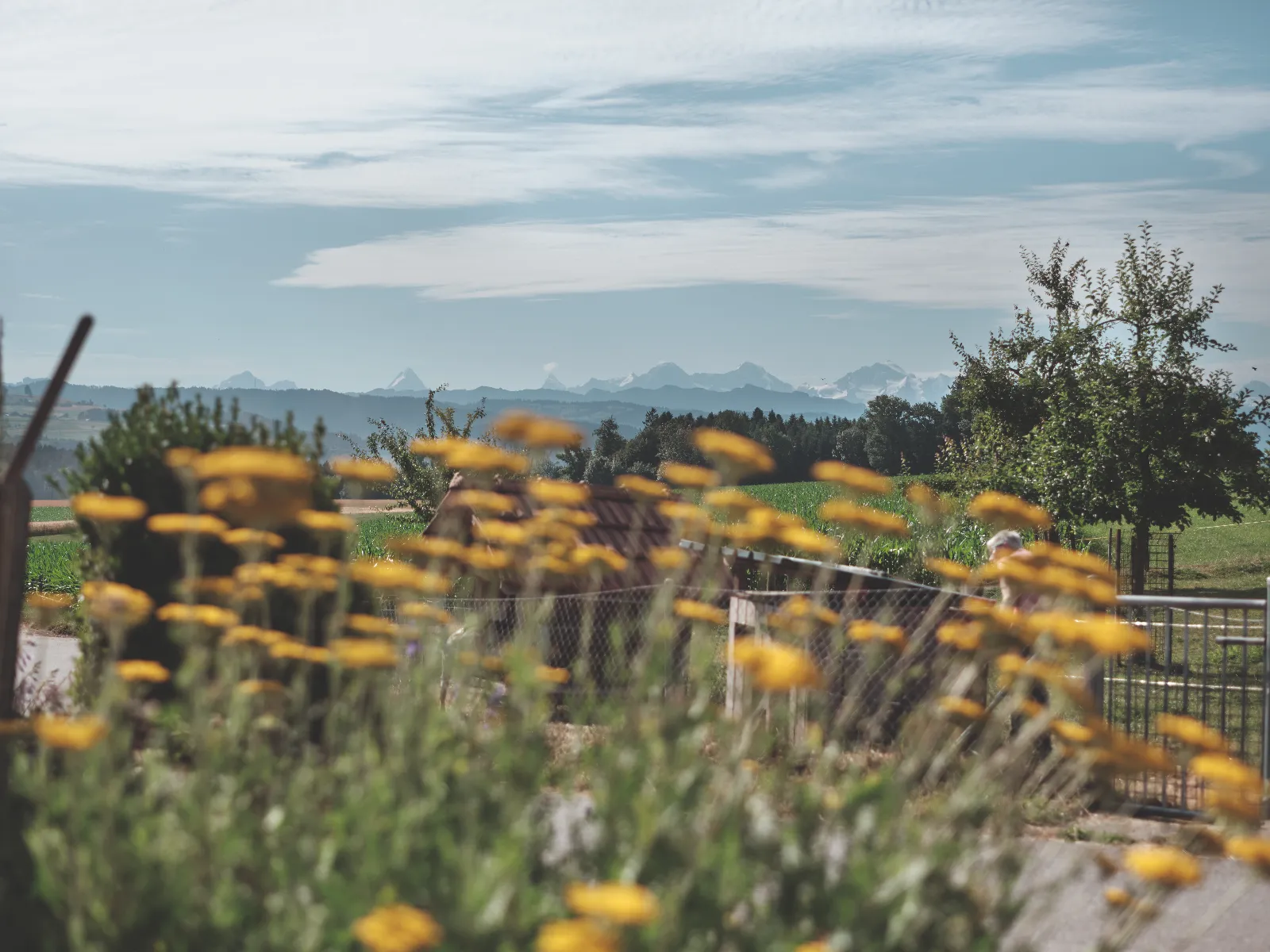 Gelbe Blumen im Garten