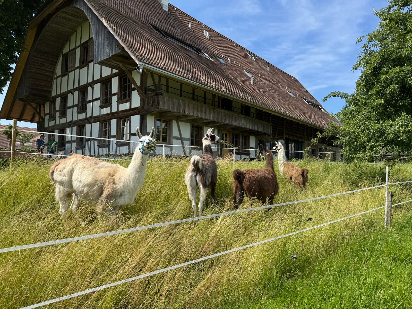 Lamas im Garten vor dem allani Haus