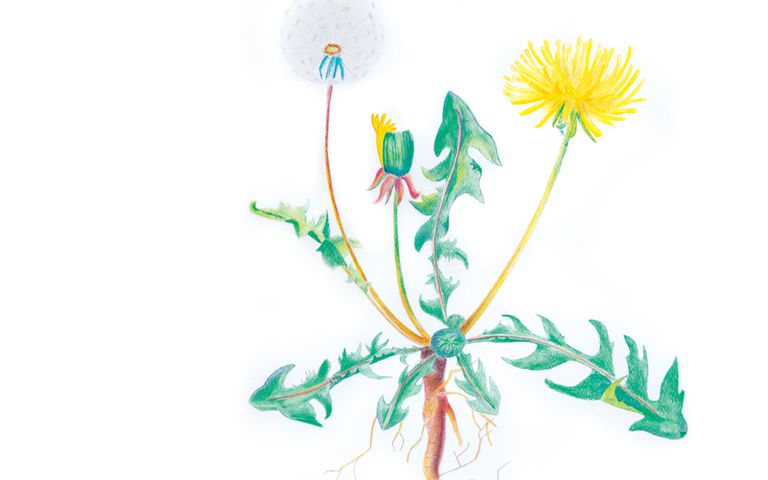 Zeichnung von Pusteblumen