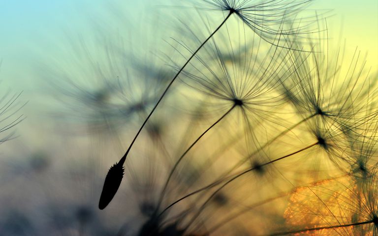 Pusteblume mit Abenddämmerung im Hintergrund