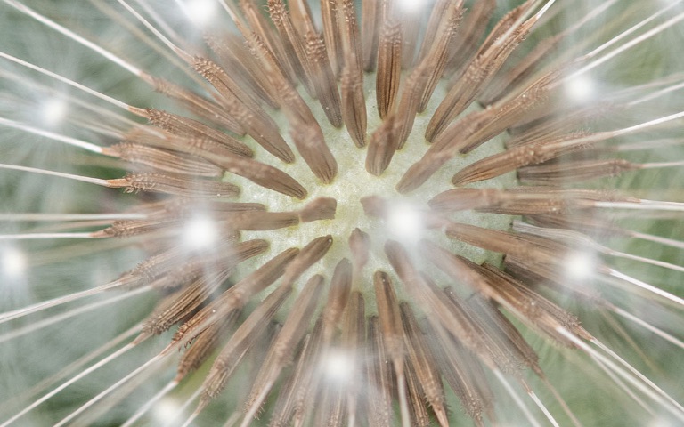 Detailaufnahme Pusteblume