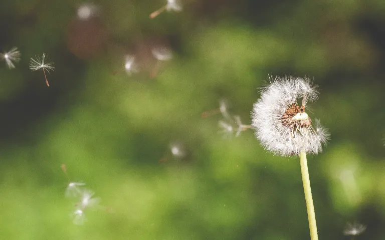 Pusteblume mit fliegenden Samen
