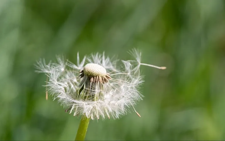 Pusteblume